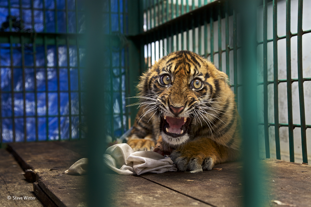 A caged Sumatran tiger