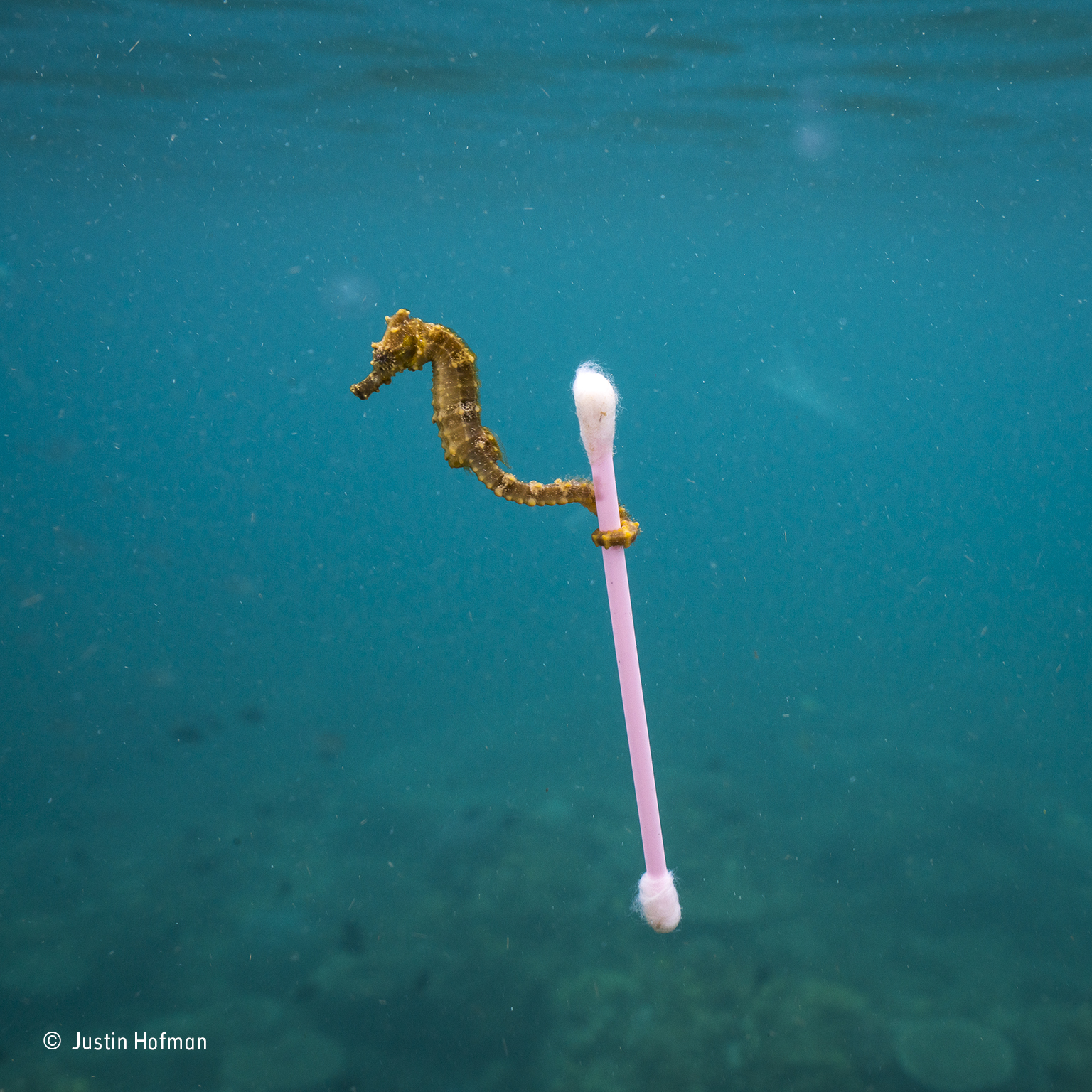 Sea horse with cotton bud