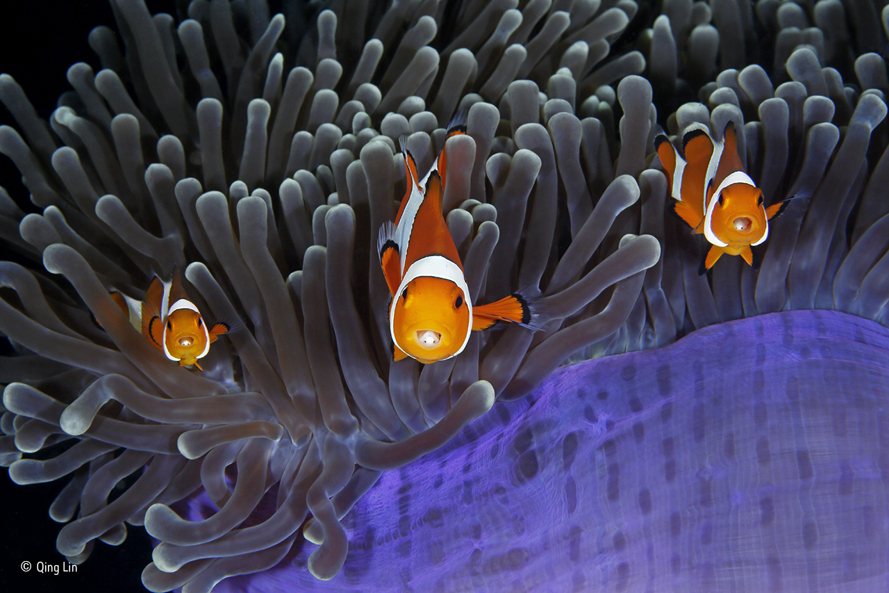 Anemonefish with parasites