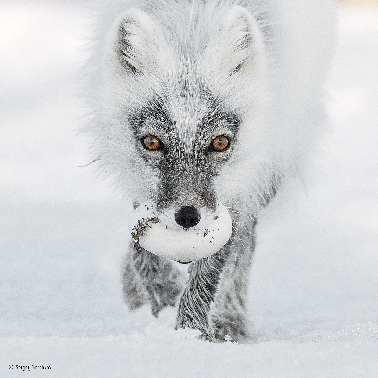 Russia, Wrangel Island, The Arctic fox with an egg (Sergey Gorshkov/PA)