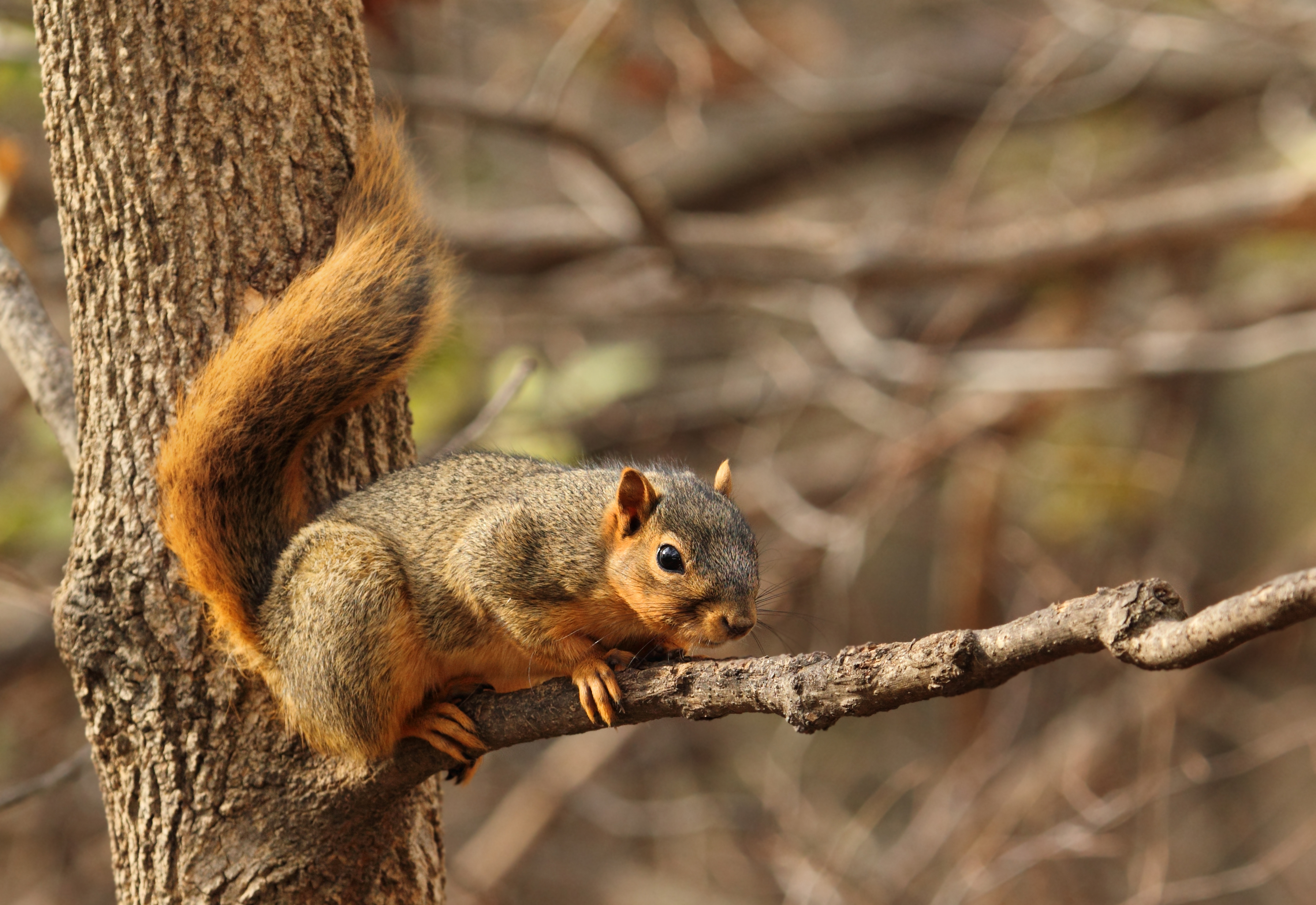 this-is-how-squirrels-organise-their-favourite-nuts-shropshire-star