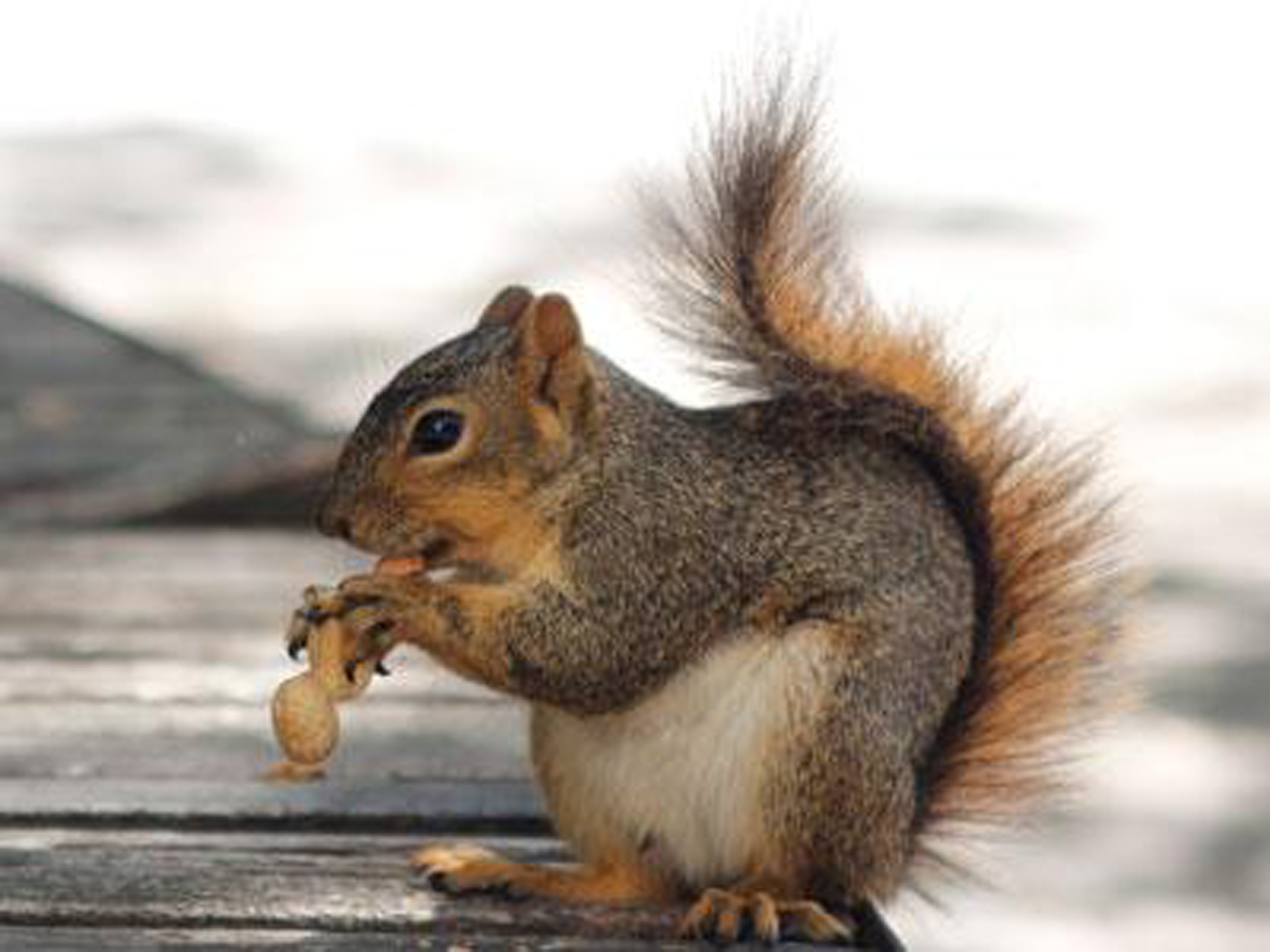 Fox squirrel.