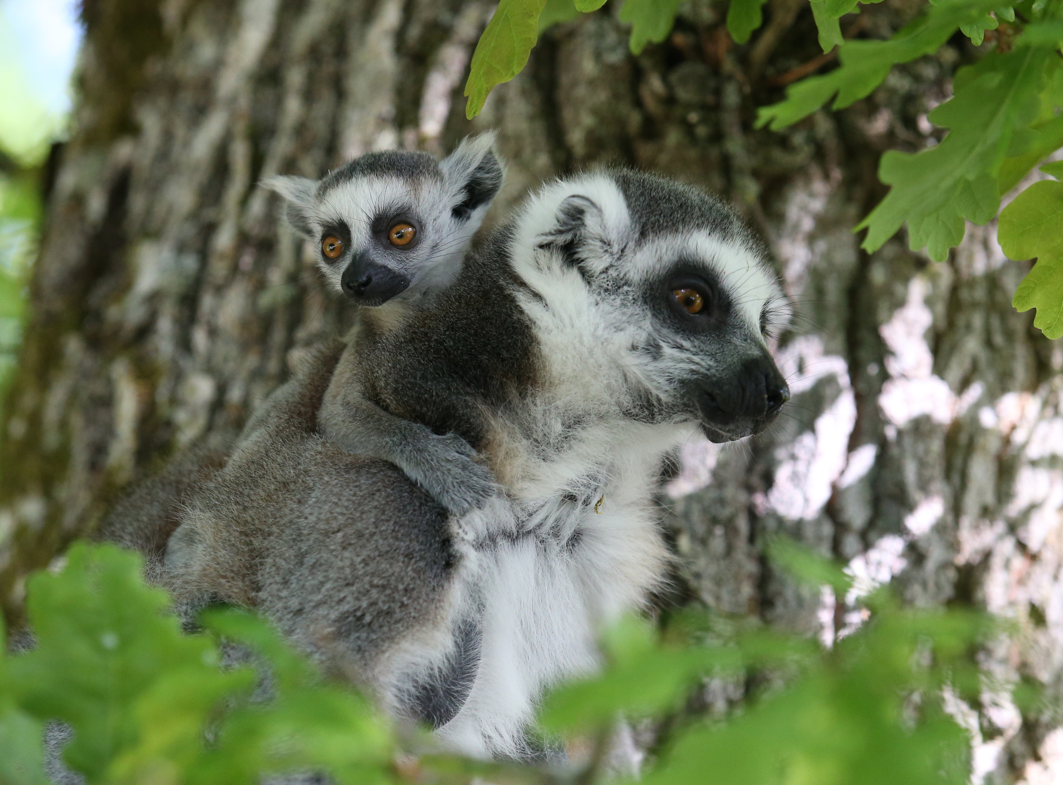 Ring tailed lemurs.