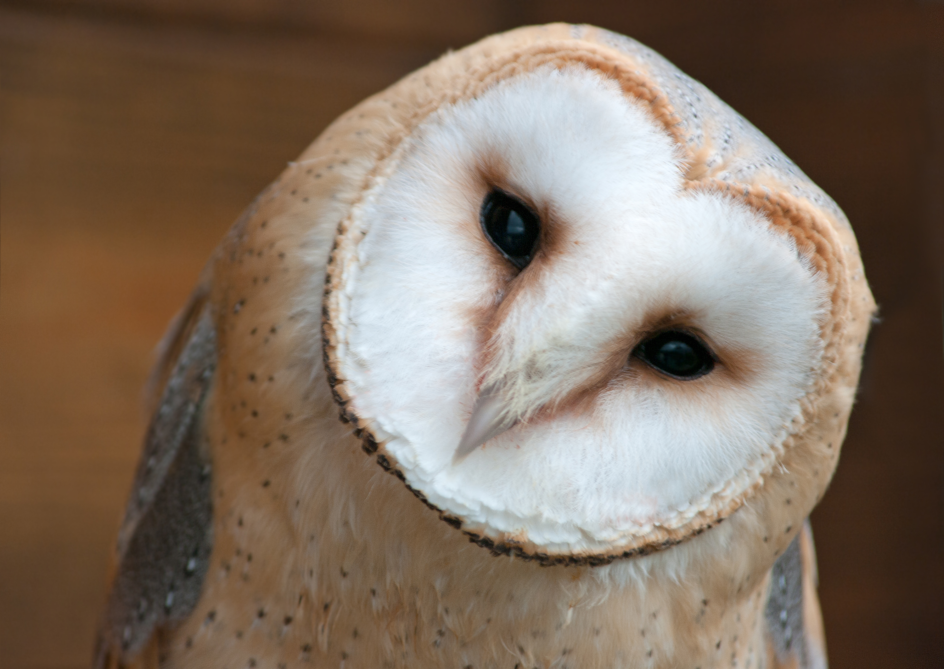 Barn owl.