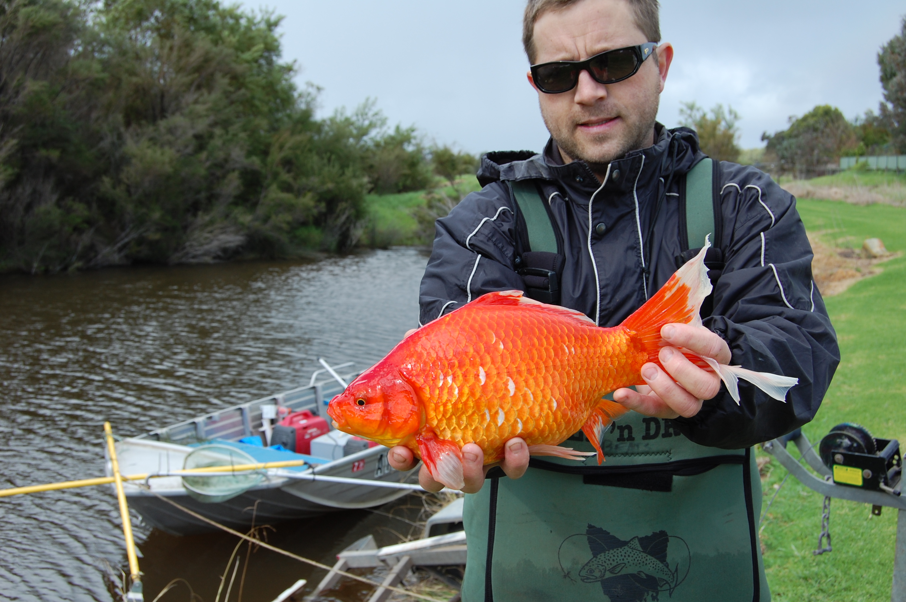 monster gold fish