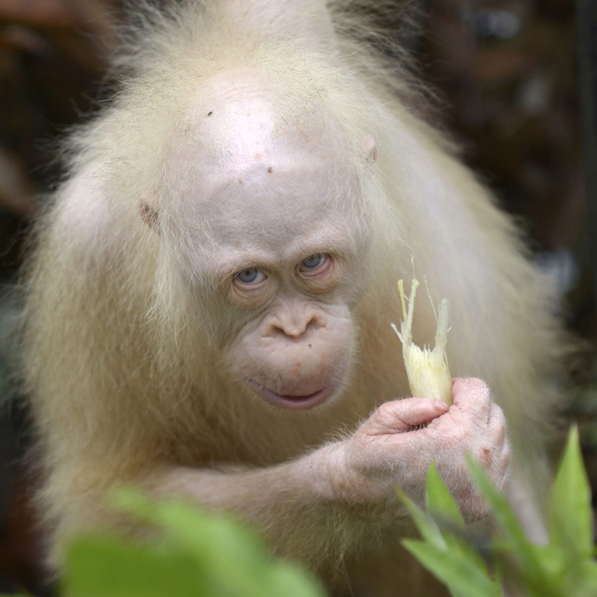 Alba, an albino orangutan, sits on a branch of a tree while eating watermel...