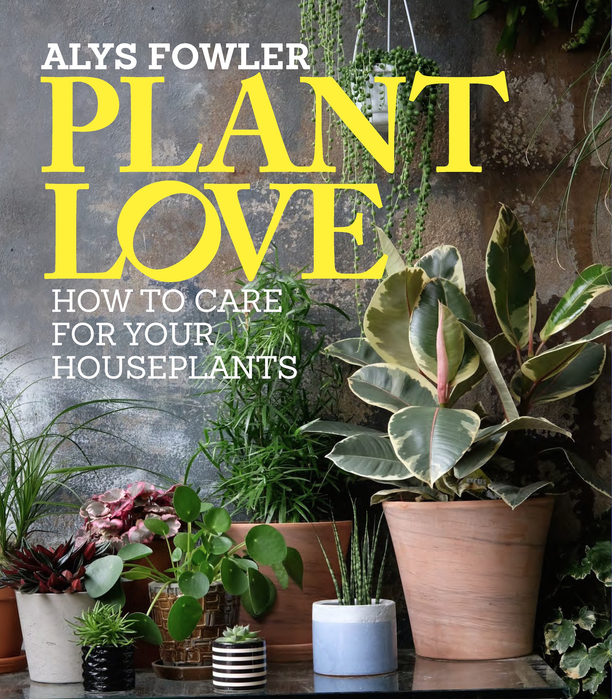 Alys Fowler’s guide to easy houseplant propagation - BT