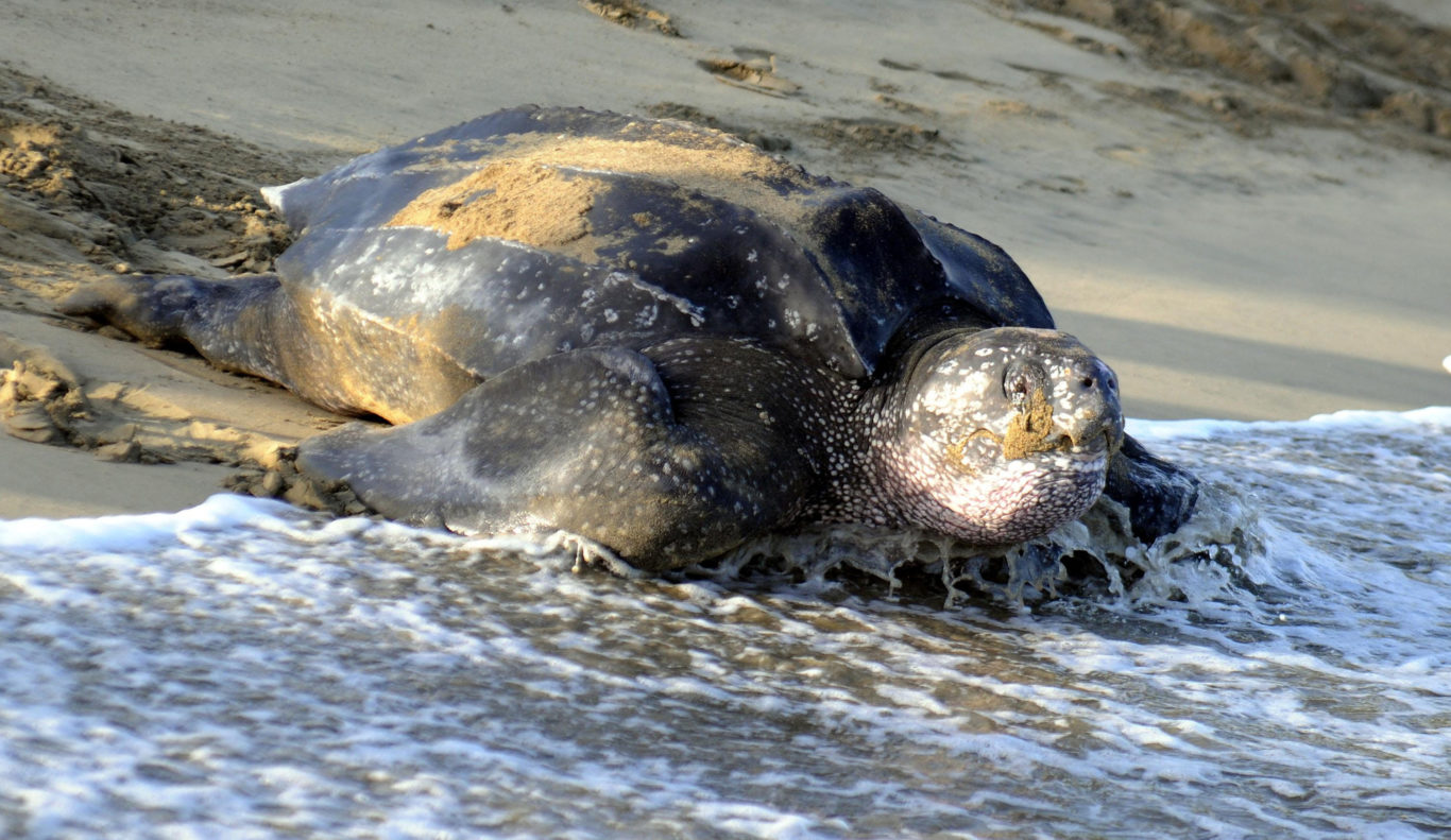 Sea turtles are coming back from the brink of extinction following ...