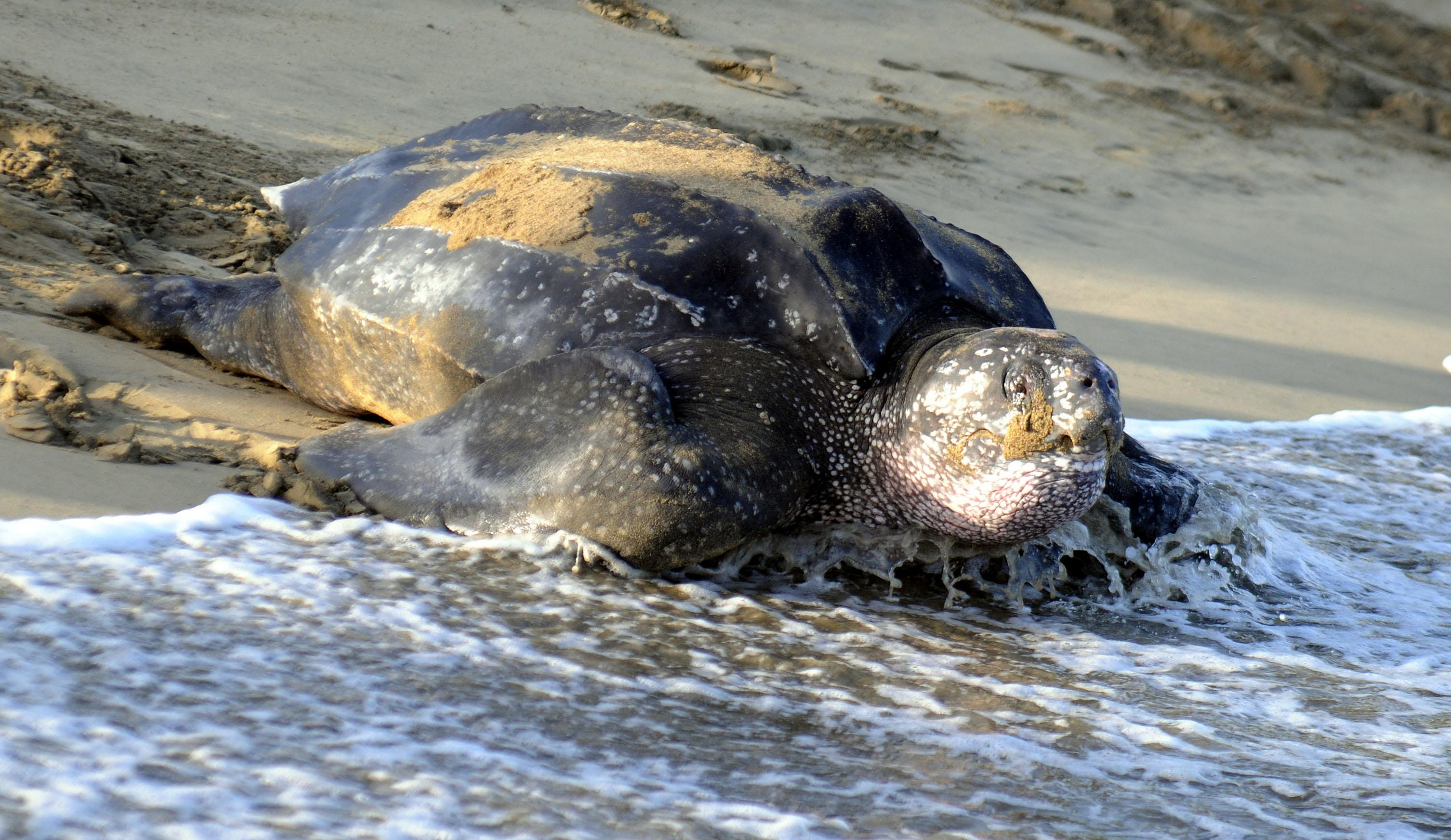 Sea turtles are coming back from the brink of extinction following