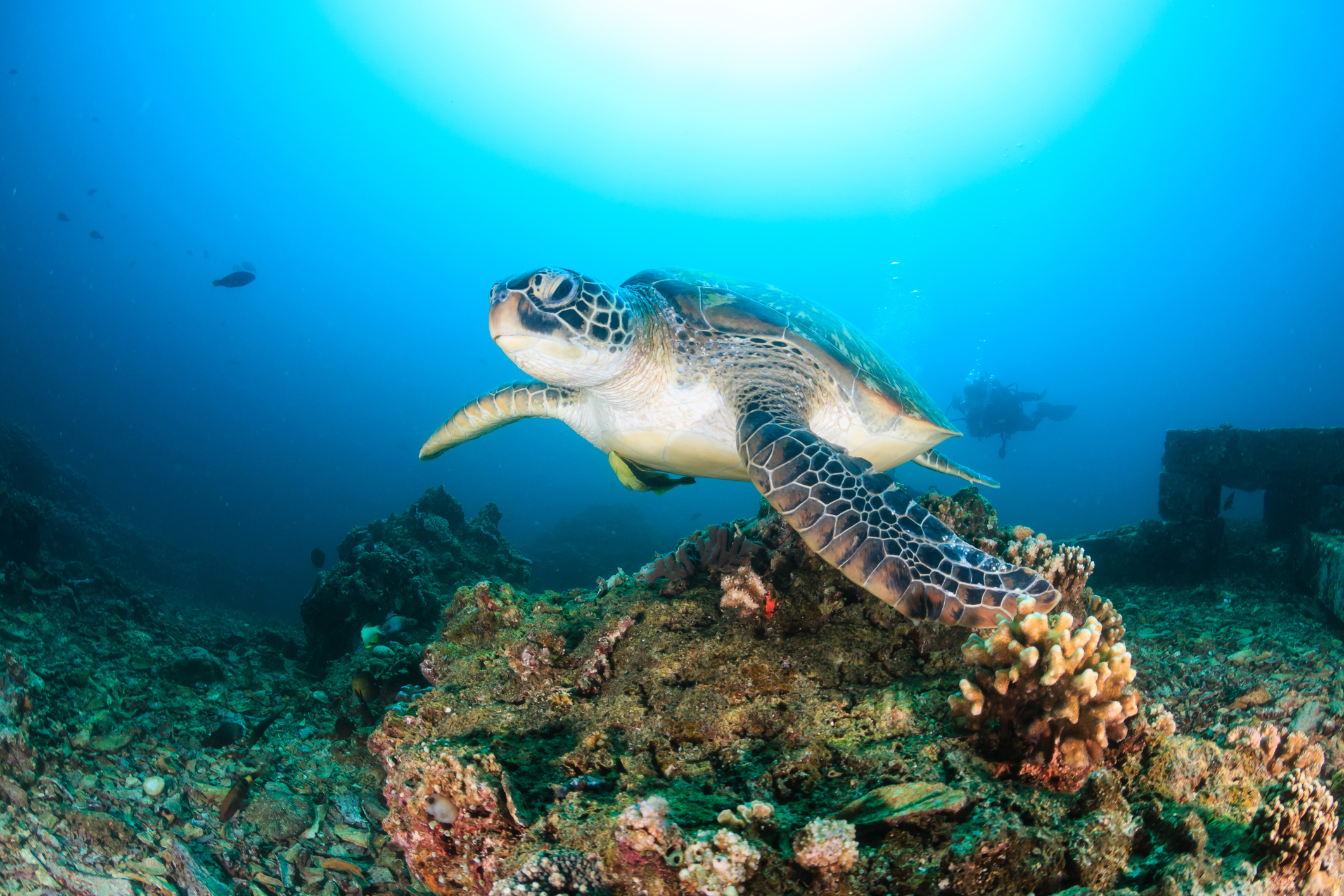 seaturtle pictures