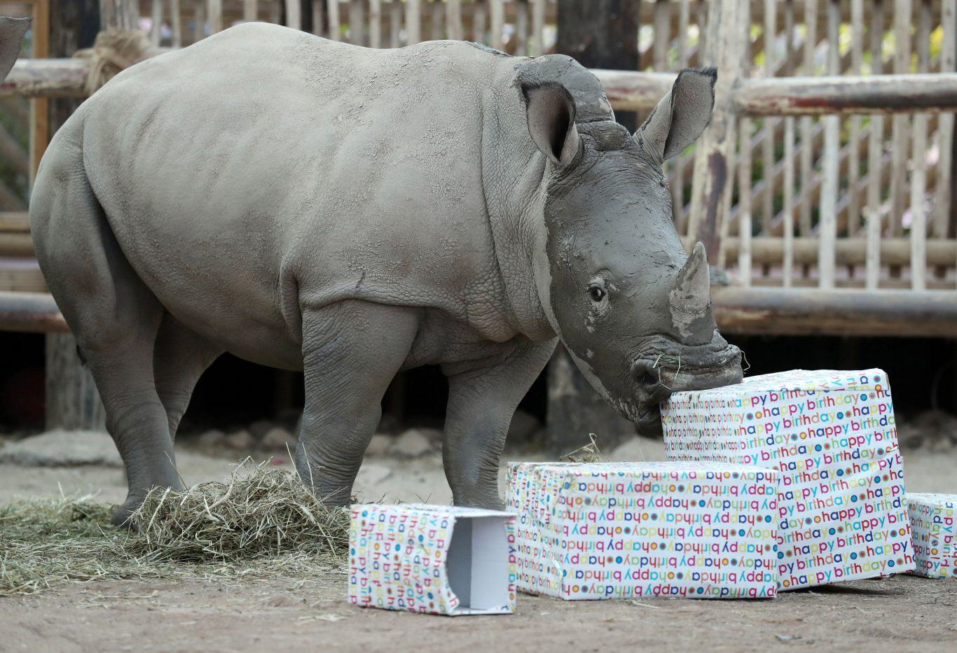 Bonnie enjoys her birthday presents (Andrew Milligan/PA)