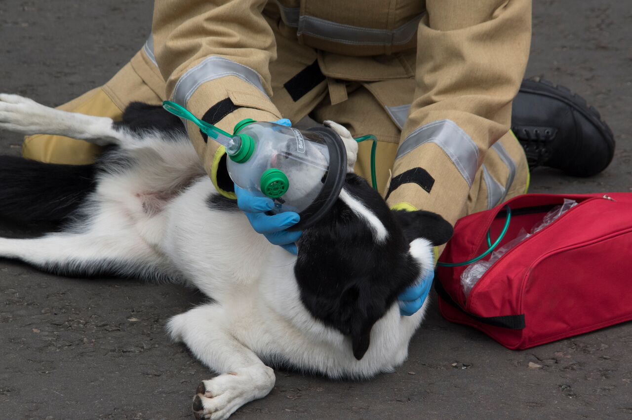 A dog is given air via an oxygen mask thanks to charity Smokey Paws (Smokey Paws/Merseyside Fire and Rescue Service)