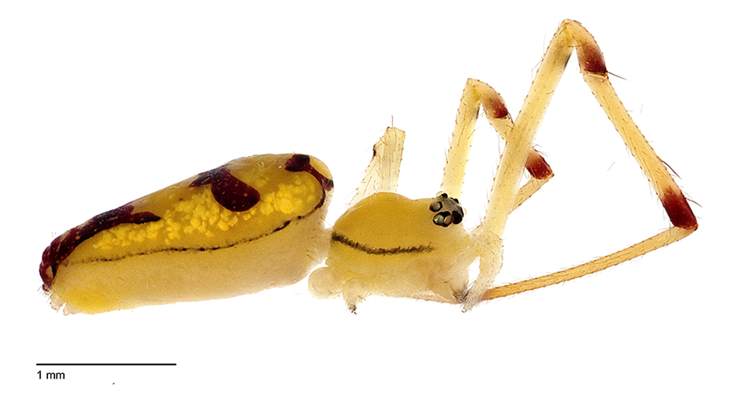 The female Bernie Sanders spider - Spintharus berniesandersi (Agnarsson lab/PA)