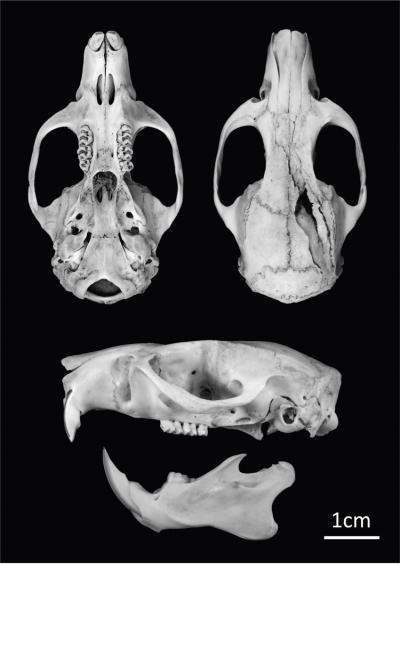 The skull of the Uromys vika