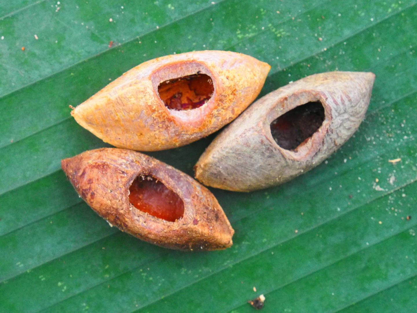 Nuts with vika's characteristic teeth marks (Tyrone Lavery/The Field Museum)