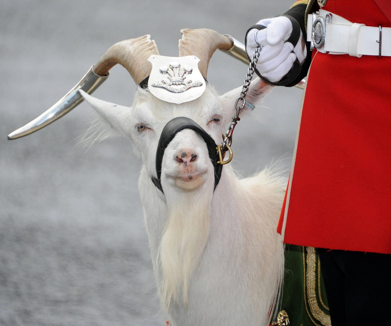 Army goat with royal and rugby connections dies - Jersey Evening Post