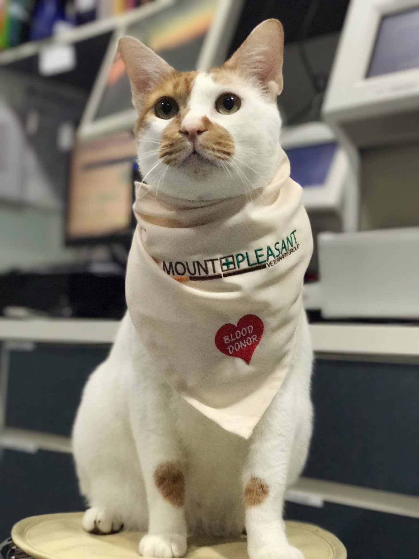 Mount Pleasant Vet - q843jea