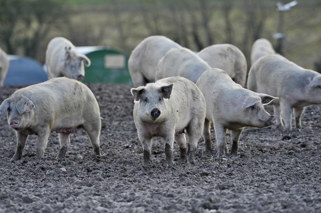 Brexit could mean more bacon, pork and ham for British consumers, says Michael Gove (Ben Birchall/PA)