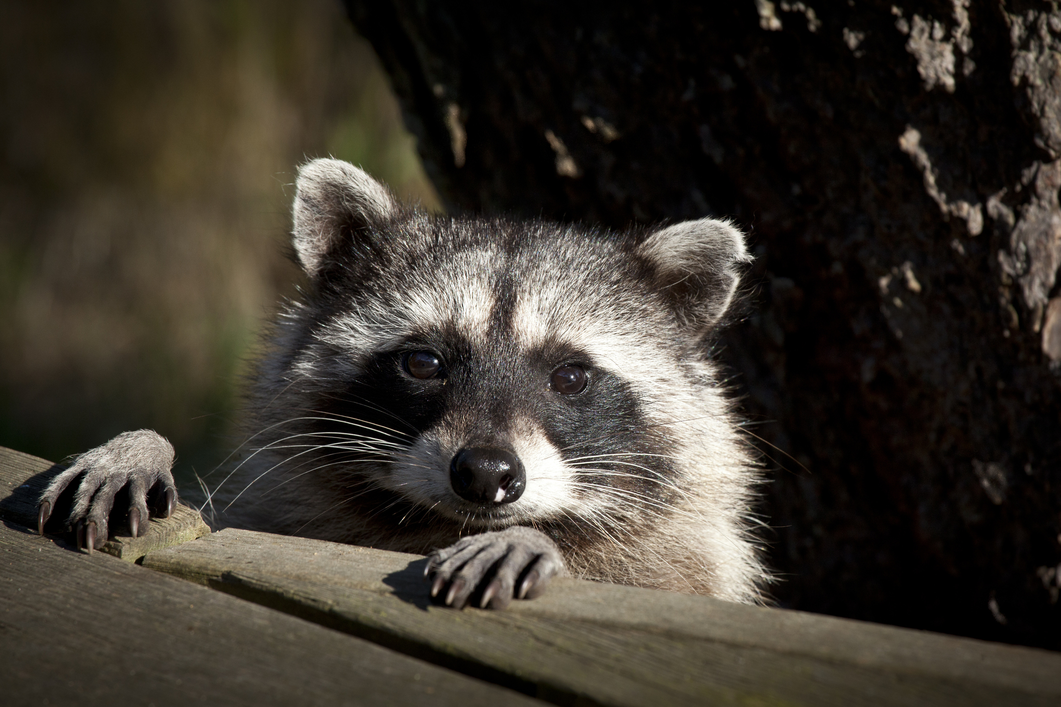A raccoon peers over a deck 
