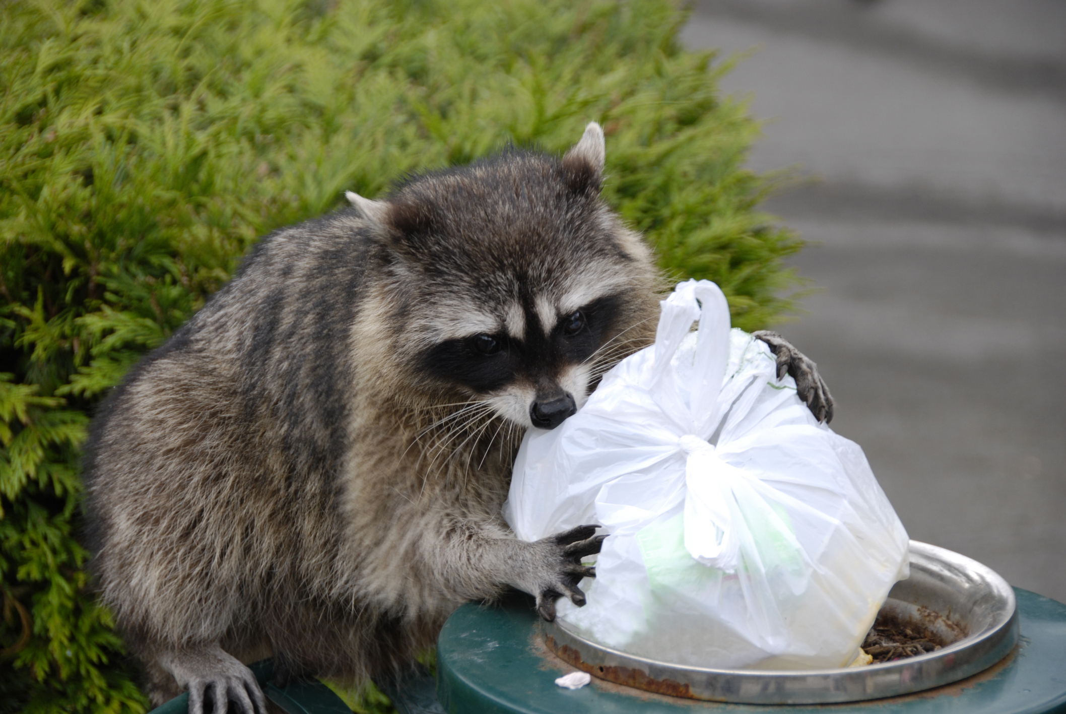 A raccoon getting rubbish from a bin 