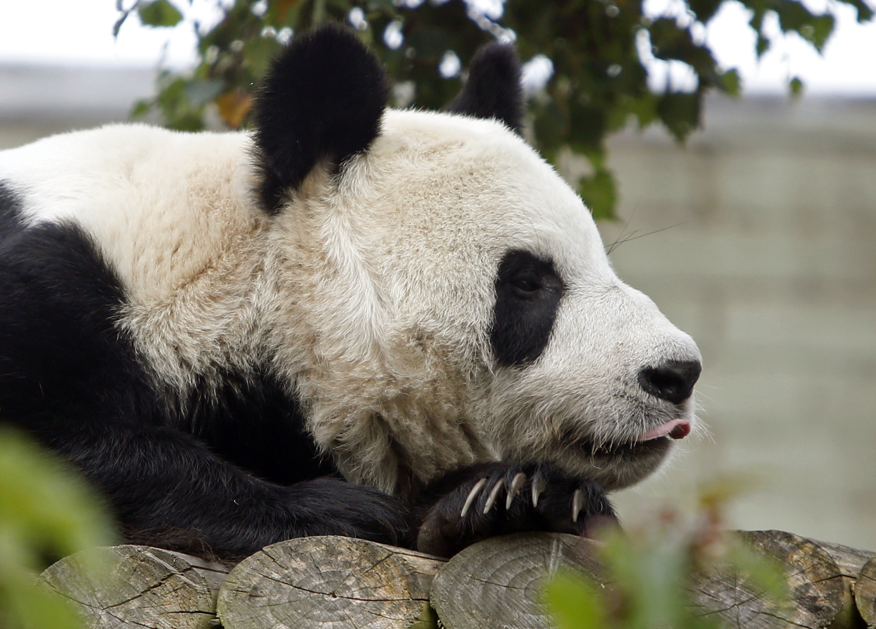 Edinburgh Zoo's giant panda Tian Tian