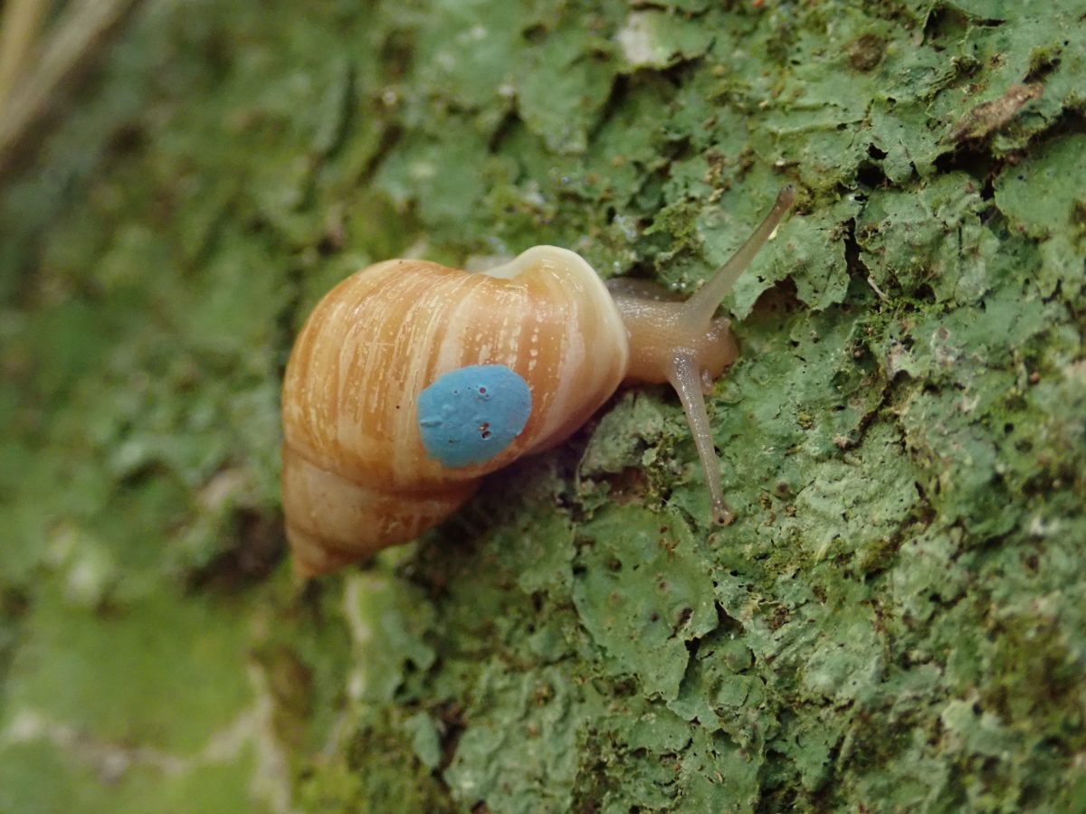 UK zoos help save endangered Polynesian snail | Shropshire Star