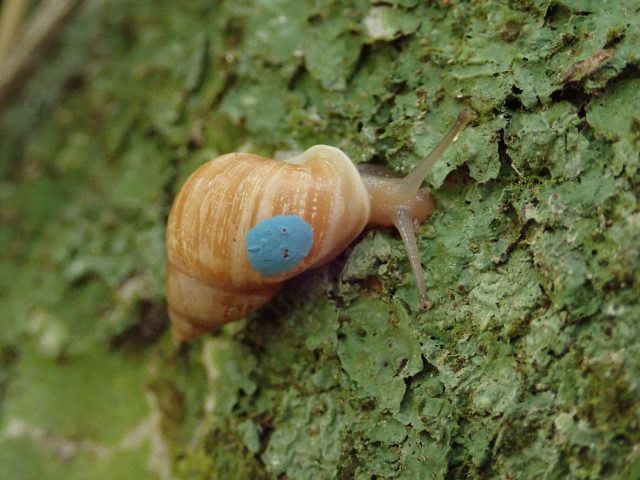 Partula snail 