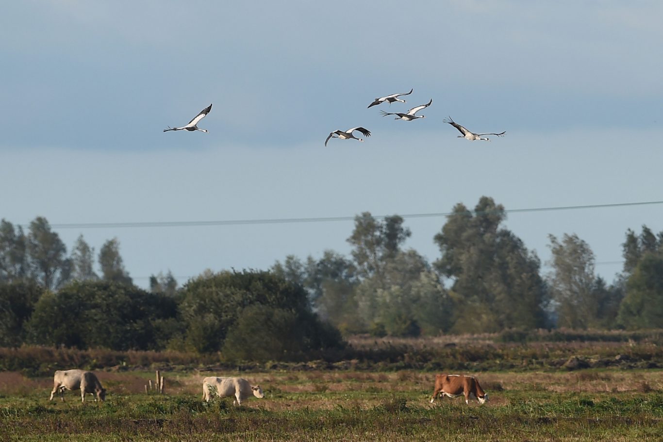 Five of the cranes flying over a herd of cows ( Joe Giddens/PA Wire)