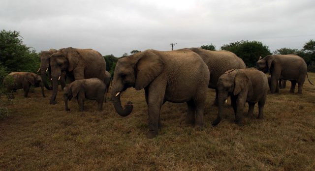 The UK Government is training an elite force of anti-poachers in African countries (PA)