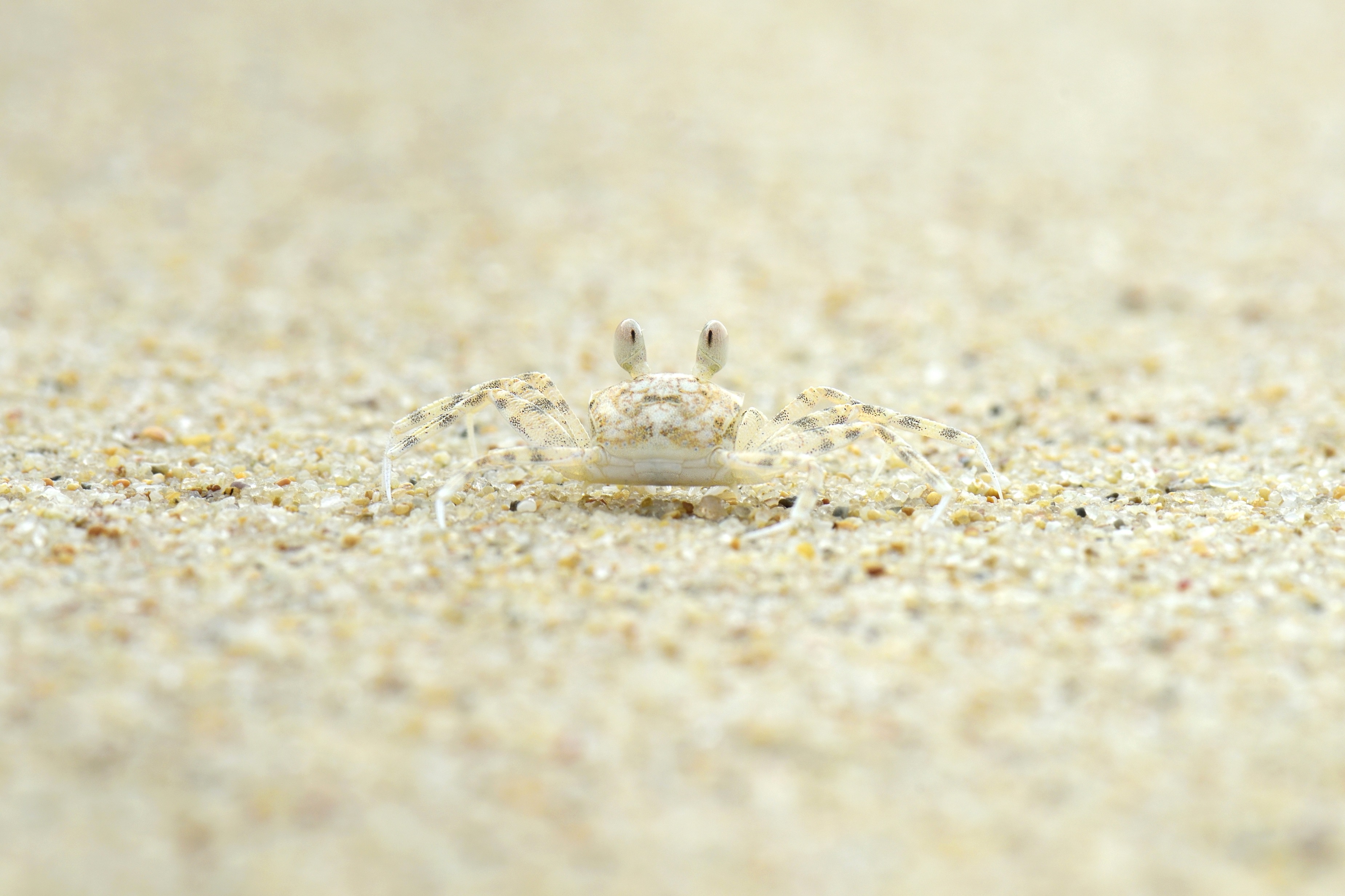 Ghost Crab