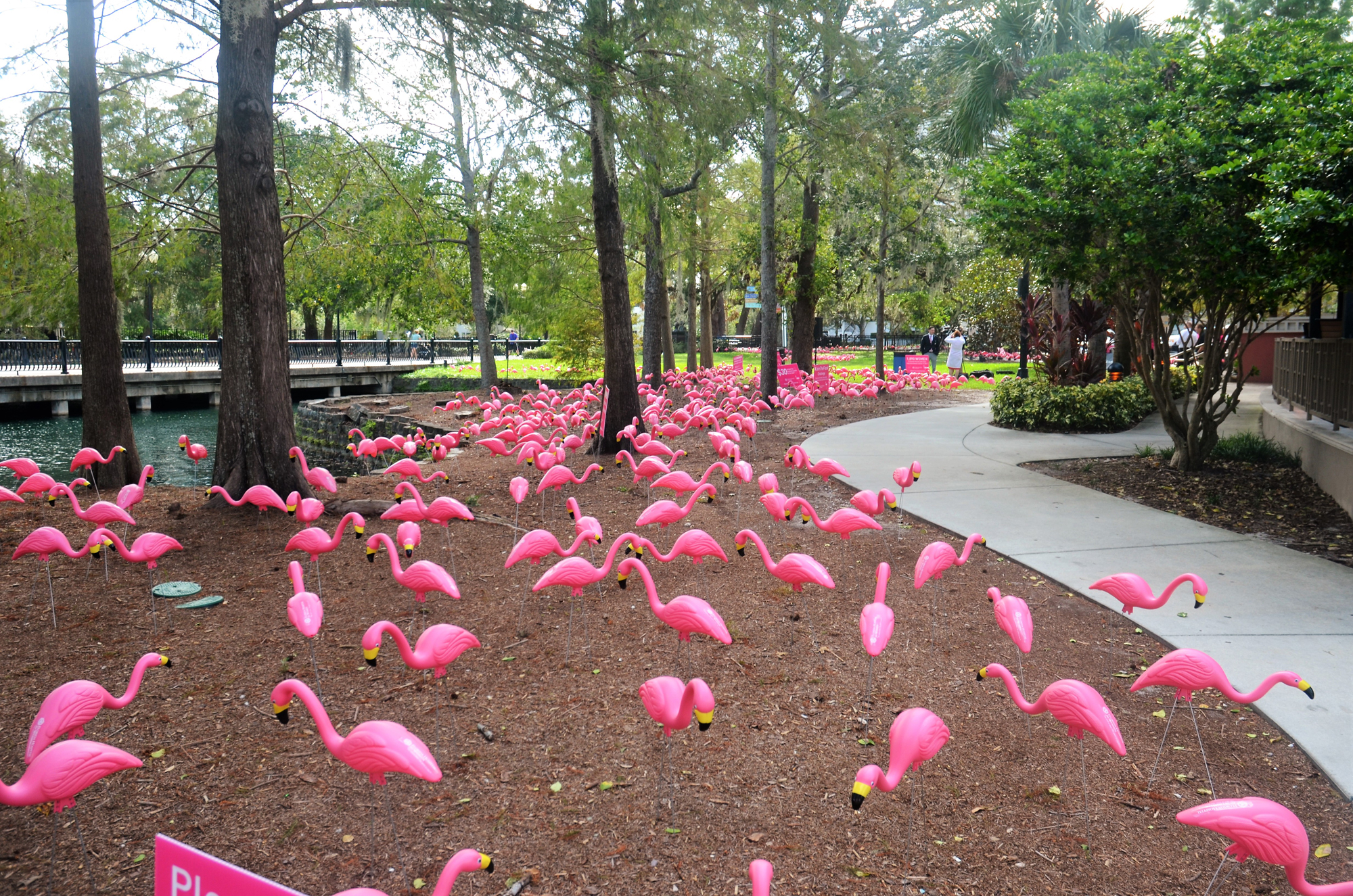 Pink flamingoes stand in Lake Eola Park in Orlando, Florida (Florida Hospital)