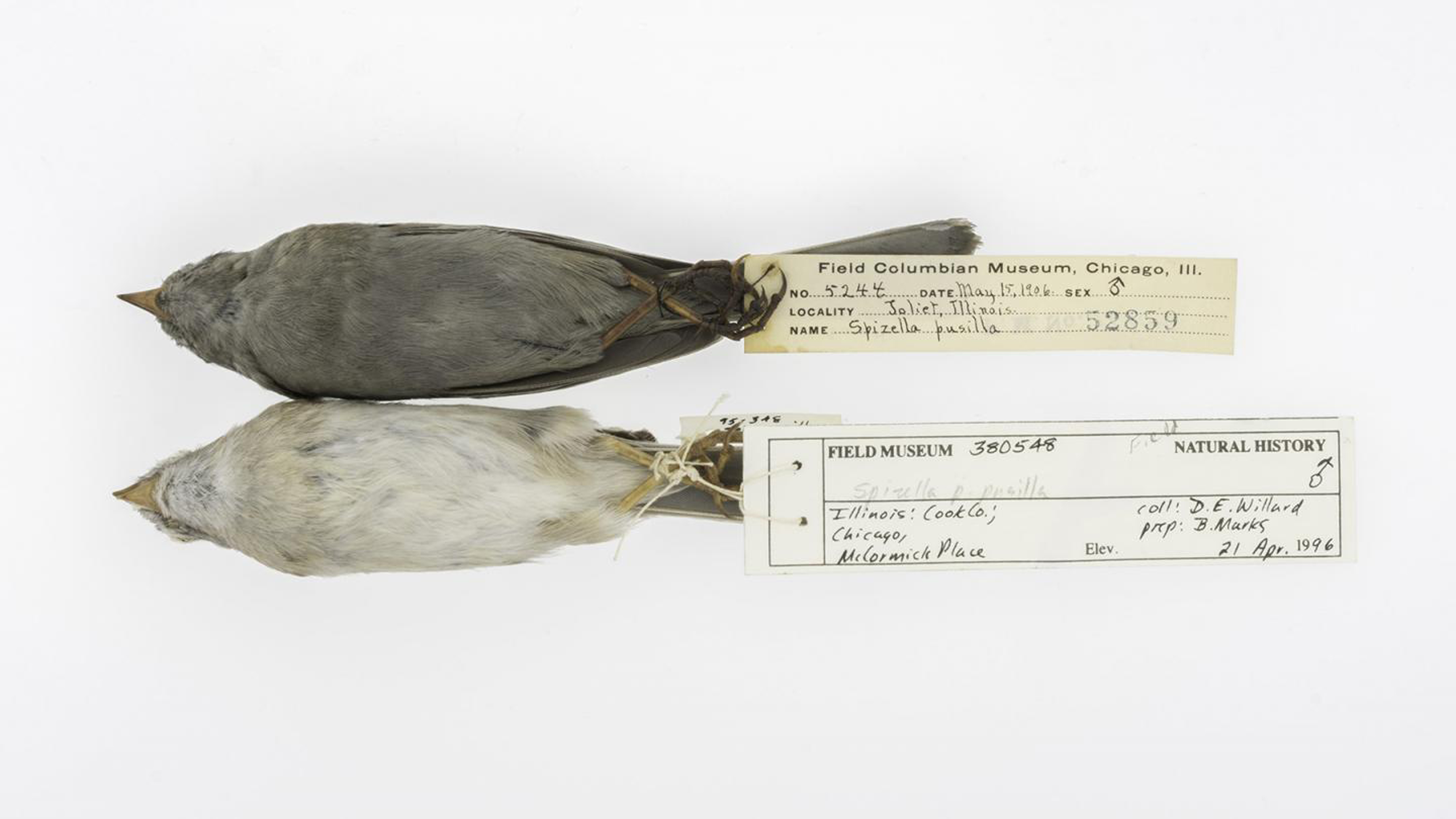 Field Sparrow specimens.