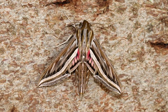 The silver-striped hawk-moth