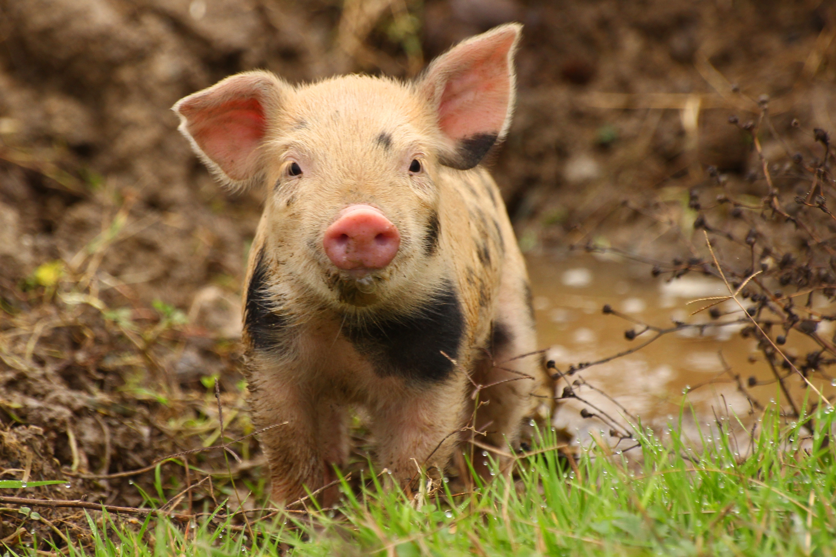 Pigs have been shown to possess ‘astonishingly’ good memories and