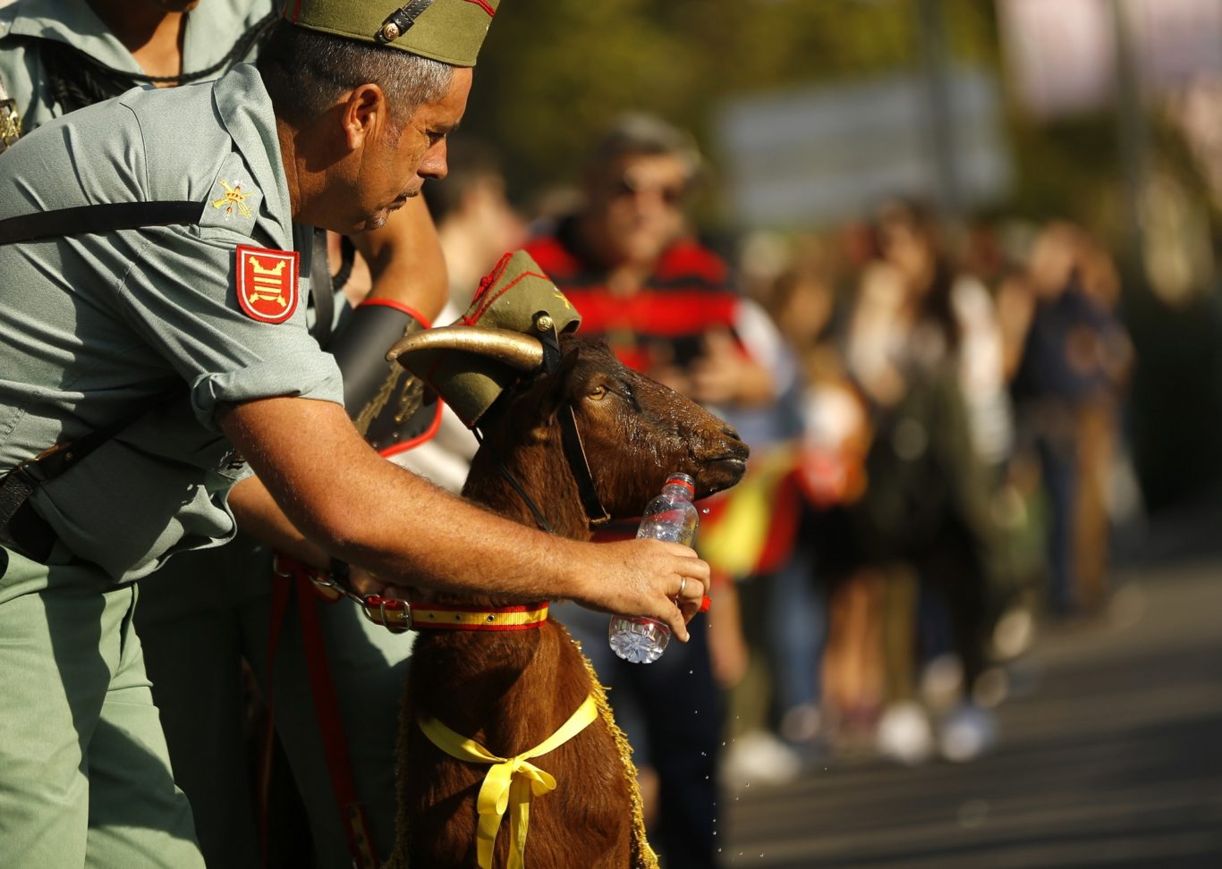 The ceremonial goat enjoys a drink (Francisco Seco/AP)