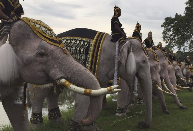 The Thai elephants were doused in powder to appear an auspicious white