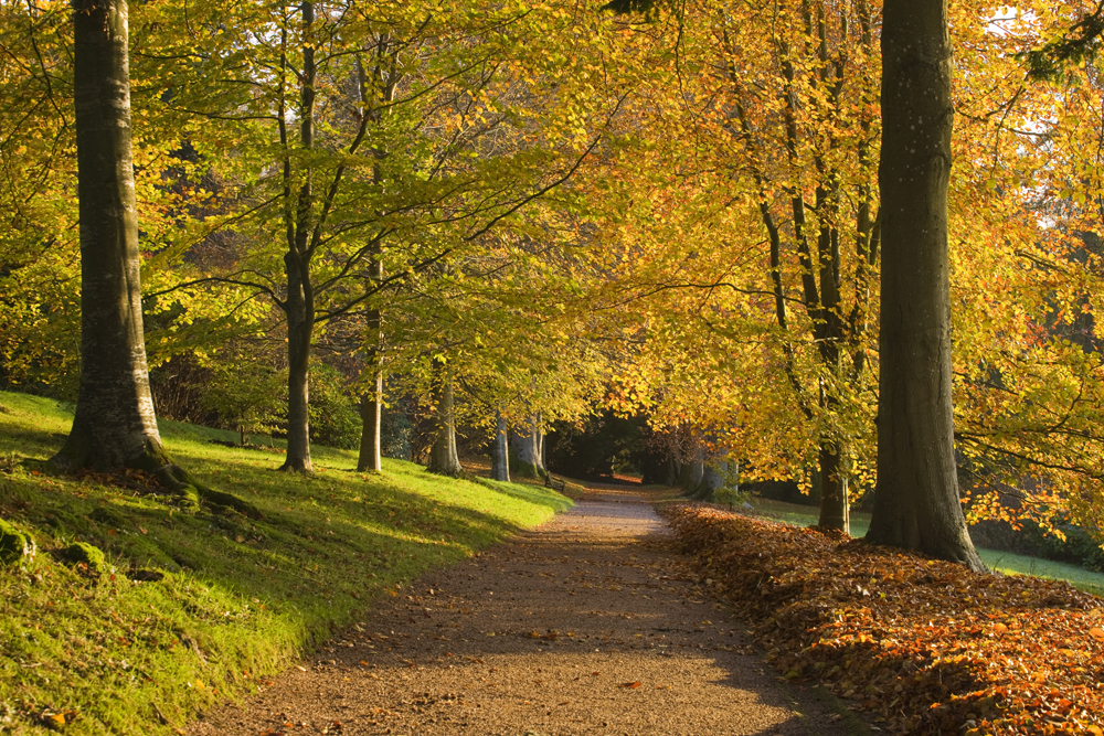 An avenue of autumnal beech trees at Killerton (Clive Nichols/National Trust/PA)