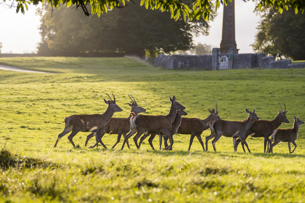 A herd of deer at Fountains Abbey (Chris Lacey/National Trust/PA)