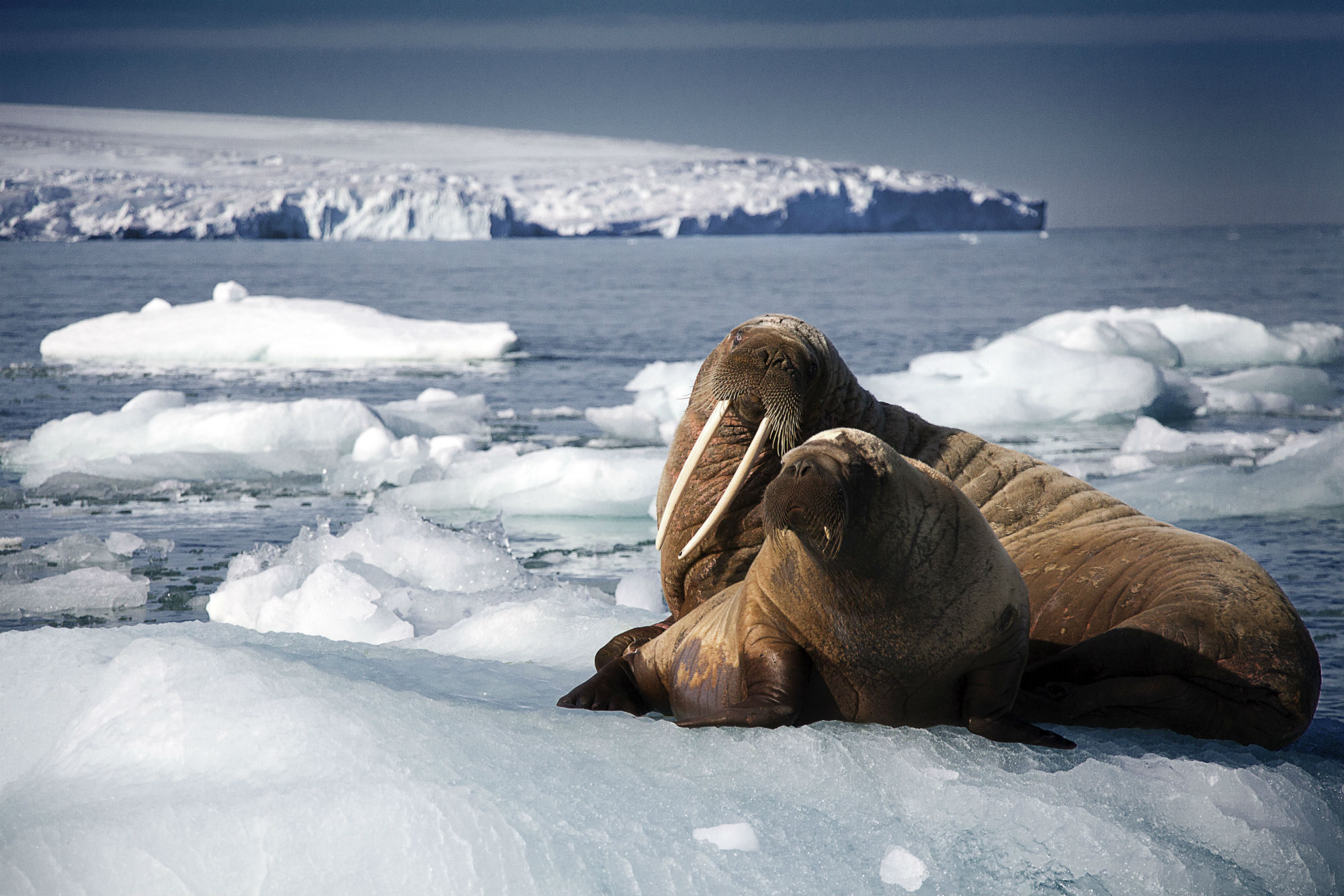 Blue Planet II.