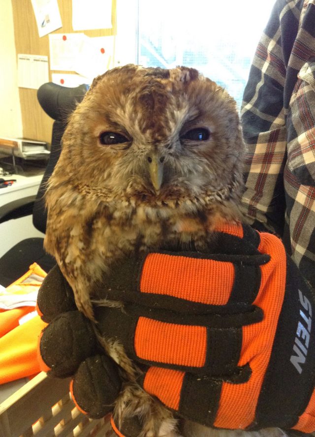 Tony the Tawny owl