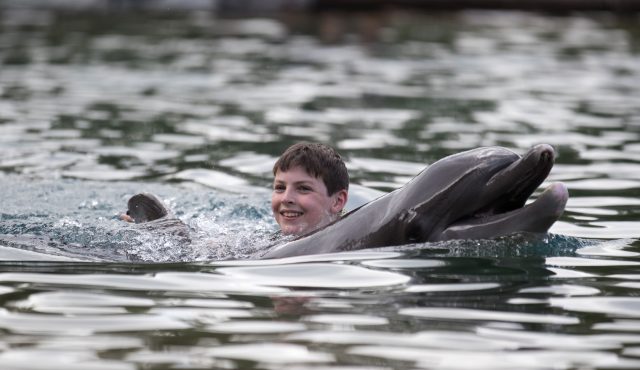 Adam Proctor, 13 , from Derry, swims with dolphins
