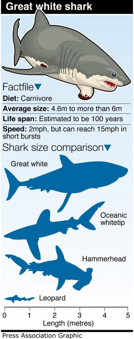 Great white shark attack like everything in Jaws, says teenage kayaker - BT