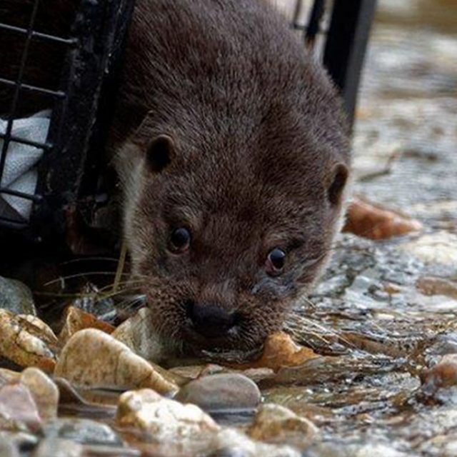 One of the otters is released in a secret location