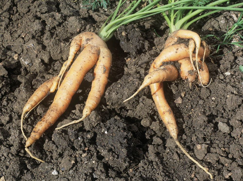 Odd-shaped carrots. (Paul Bullivant/RHS/PA)