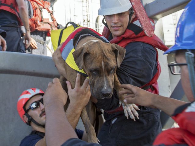 Seafaring dog Zeus boards the USS Ashland