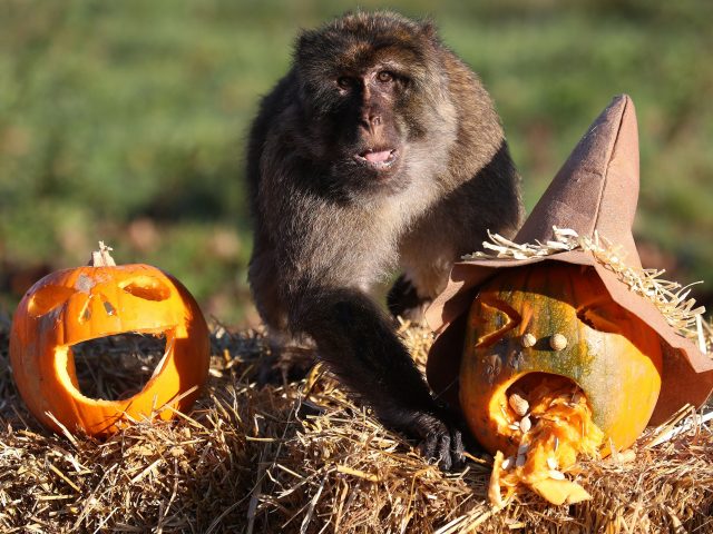 Macaque monkeys are given pumpkins at Blair Drummond Safari Park