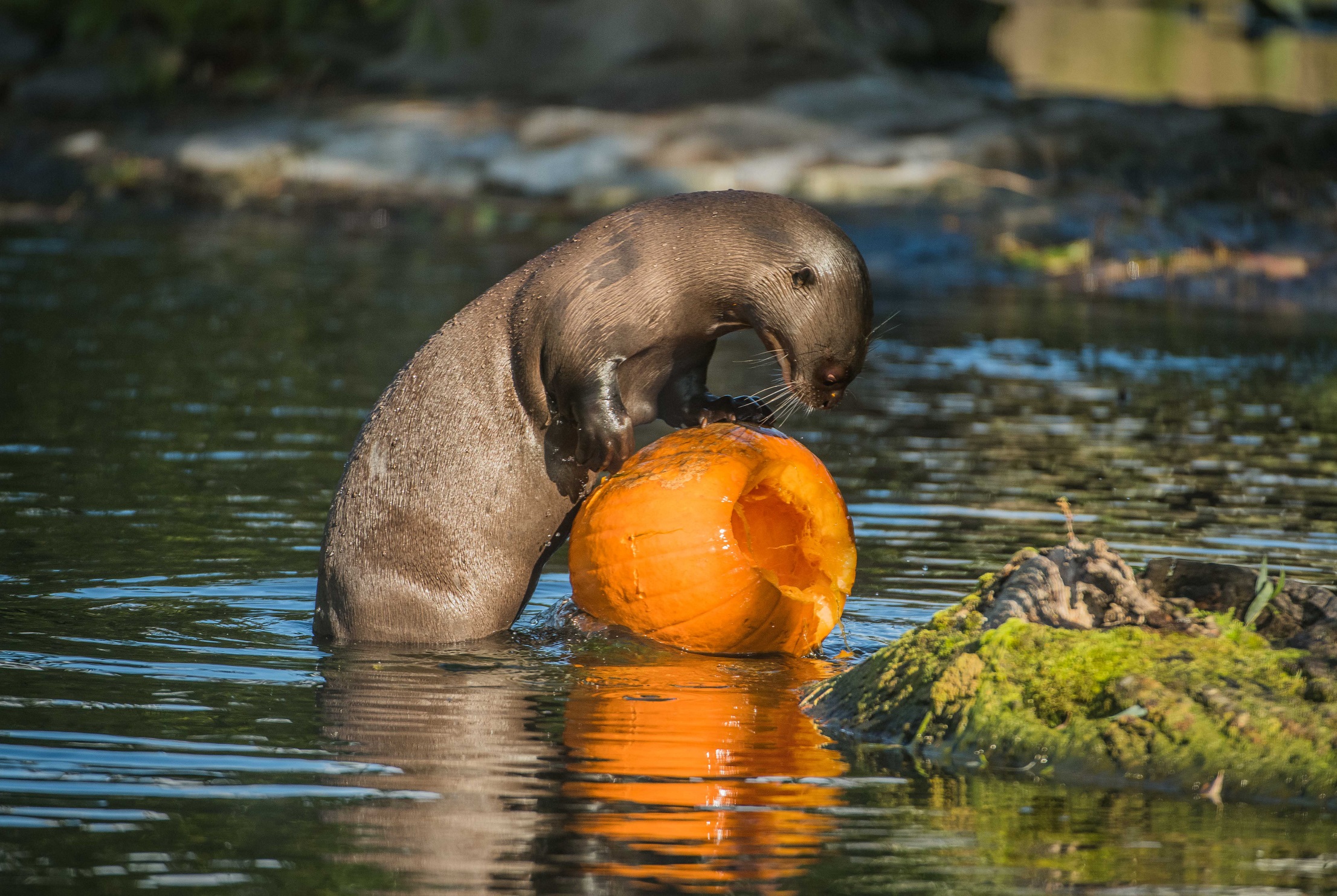 A giant otter at Chester Zoo