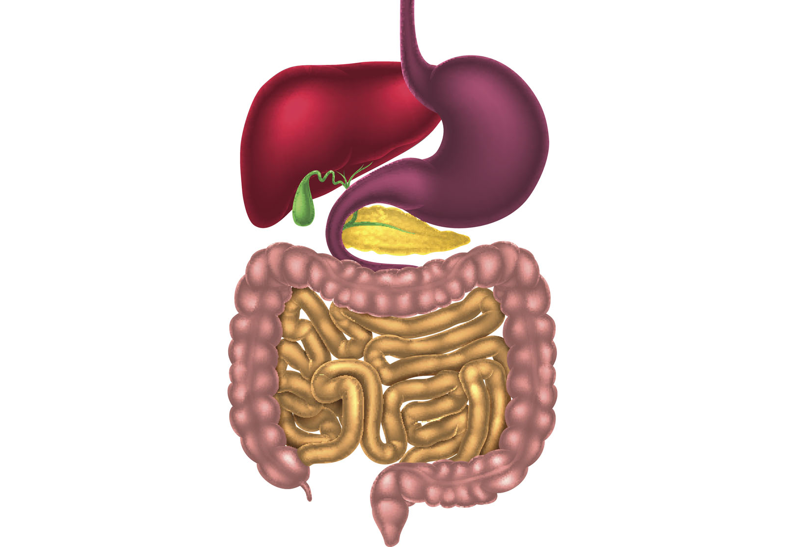 Digestive system (Thinkstock/PA)