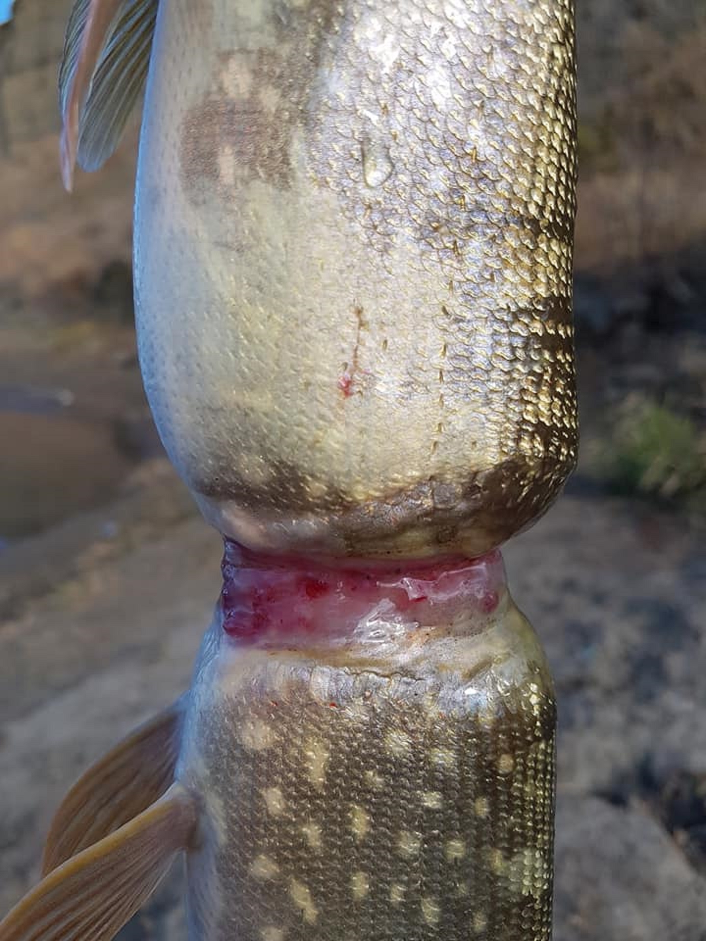 The injury sustained by a fish which was trapped in litter