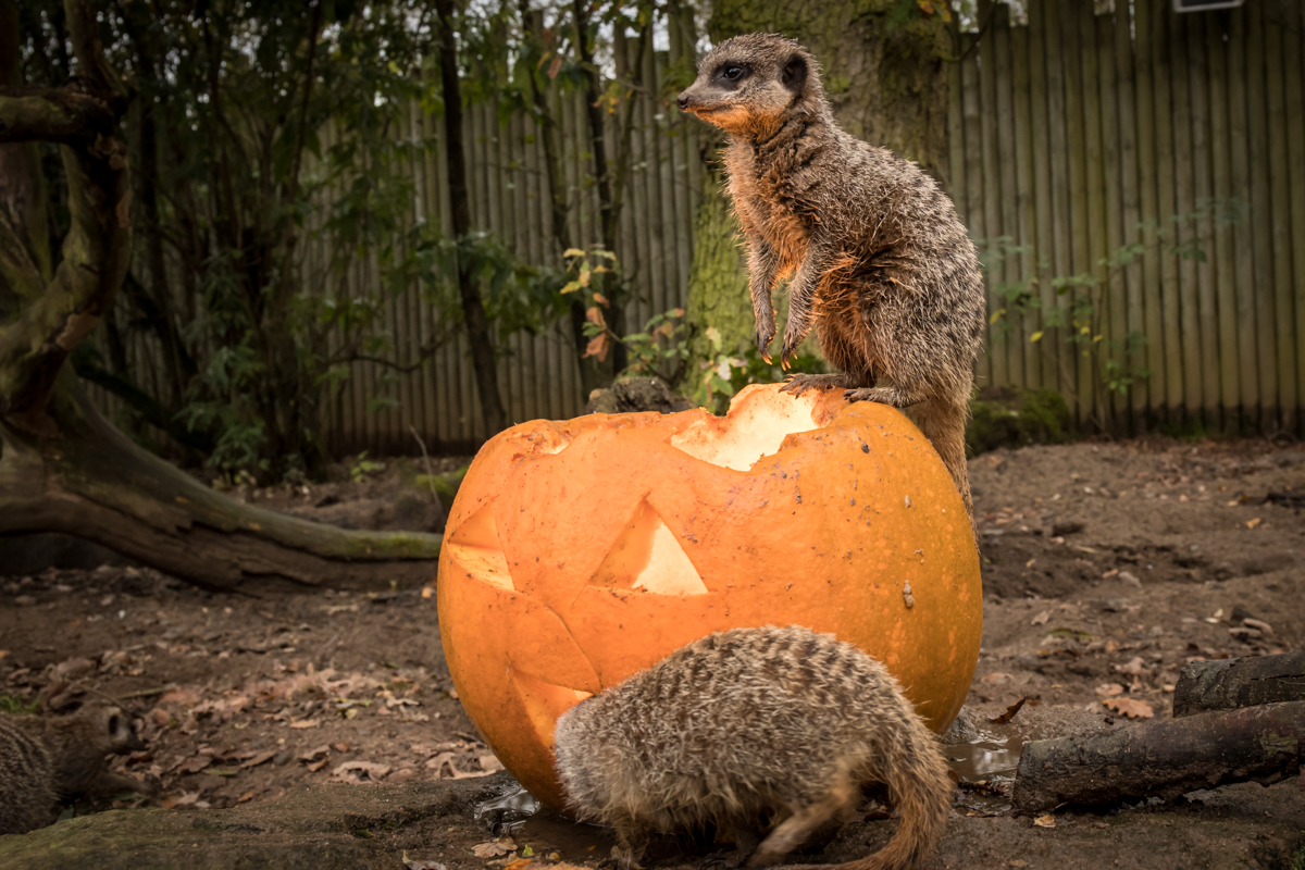 Meerkats at Knowsley Safari investigate a pumpkin